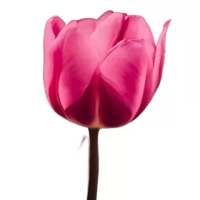 Tulipanes Rosados Tulipanes Rosados
