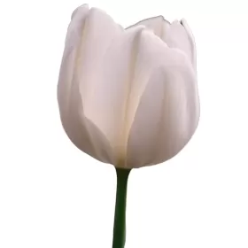 Tulipanes Blancos Tulipanes Blancos