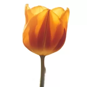 Tulipanes Naranjos Tulipanes Naranjos