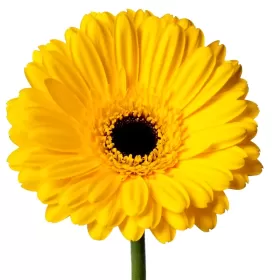 Gerberas Amarillas Gerberas Amarillas