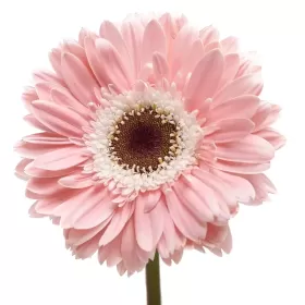 Gerberas Rosadas Gerberas Rosadas