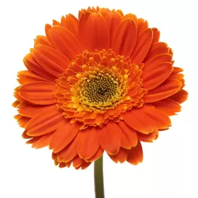 Gerberas Naranja Gerberas Naranja