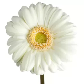 Gerberas Blancas Gerberas Blancas