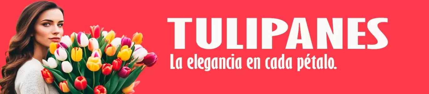 🌷🌷 Los tulipanes son hermosas flores que simbolizan amor y gratitud. 🌷🌷 ¡Iluminan cualquier jardín con sus colores vibrantes! 🏵️💐🌹