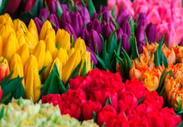 🌷 Sobre los Tulipanes y sus Muchos Colores: Belleza en Flor 🌷